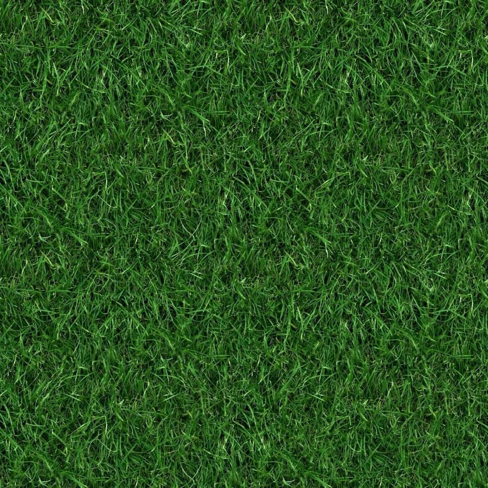 grassback